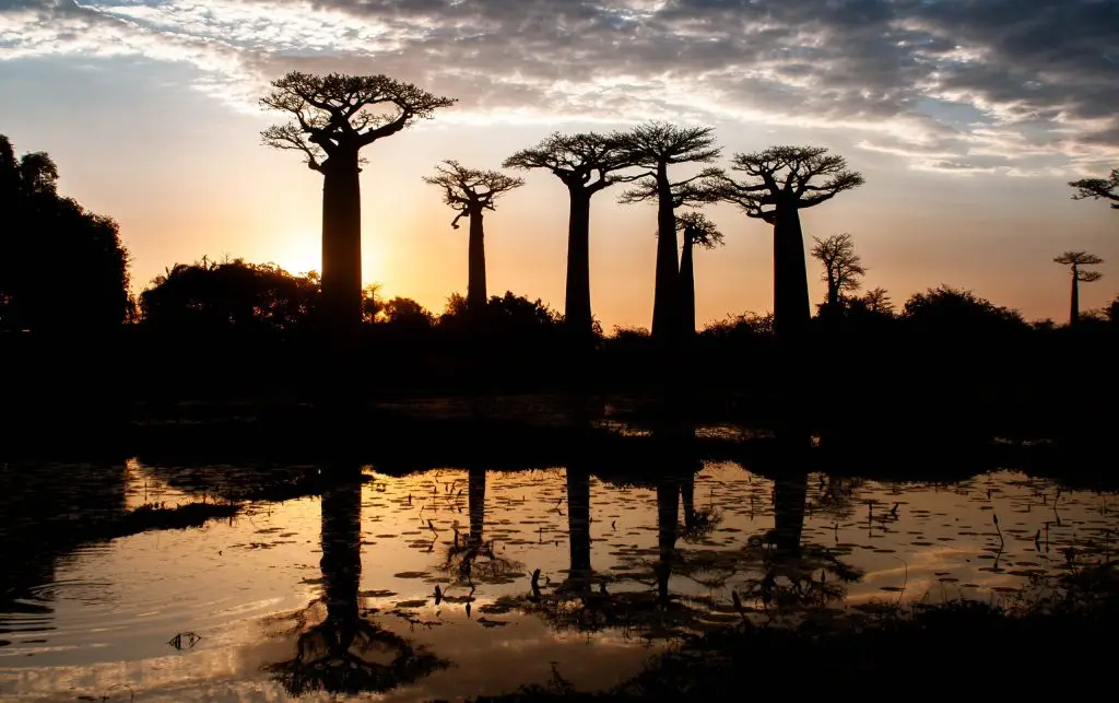 Groupe de Baobab
