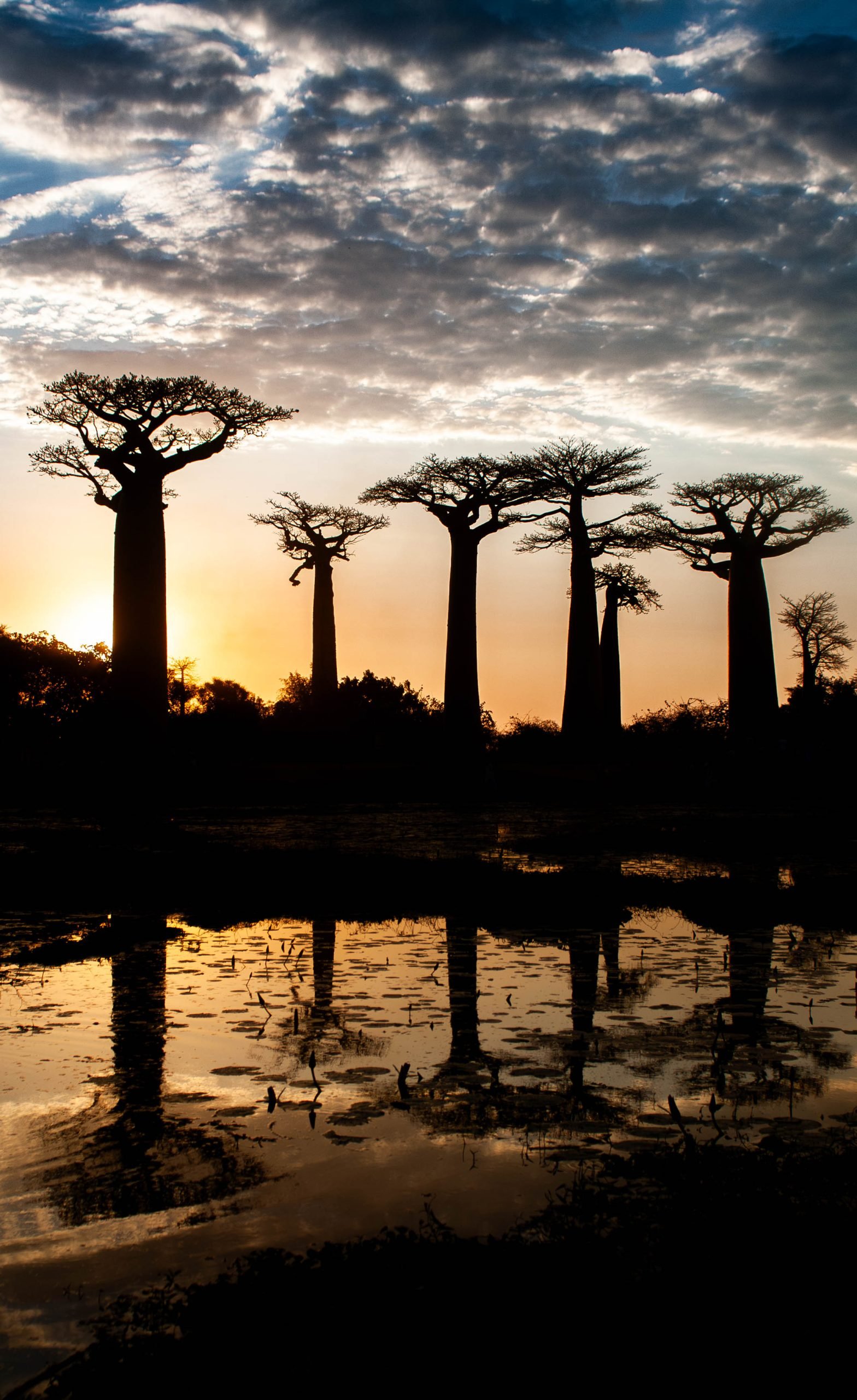 Groupe de Baobab