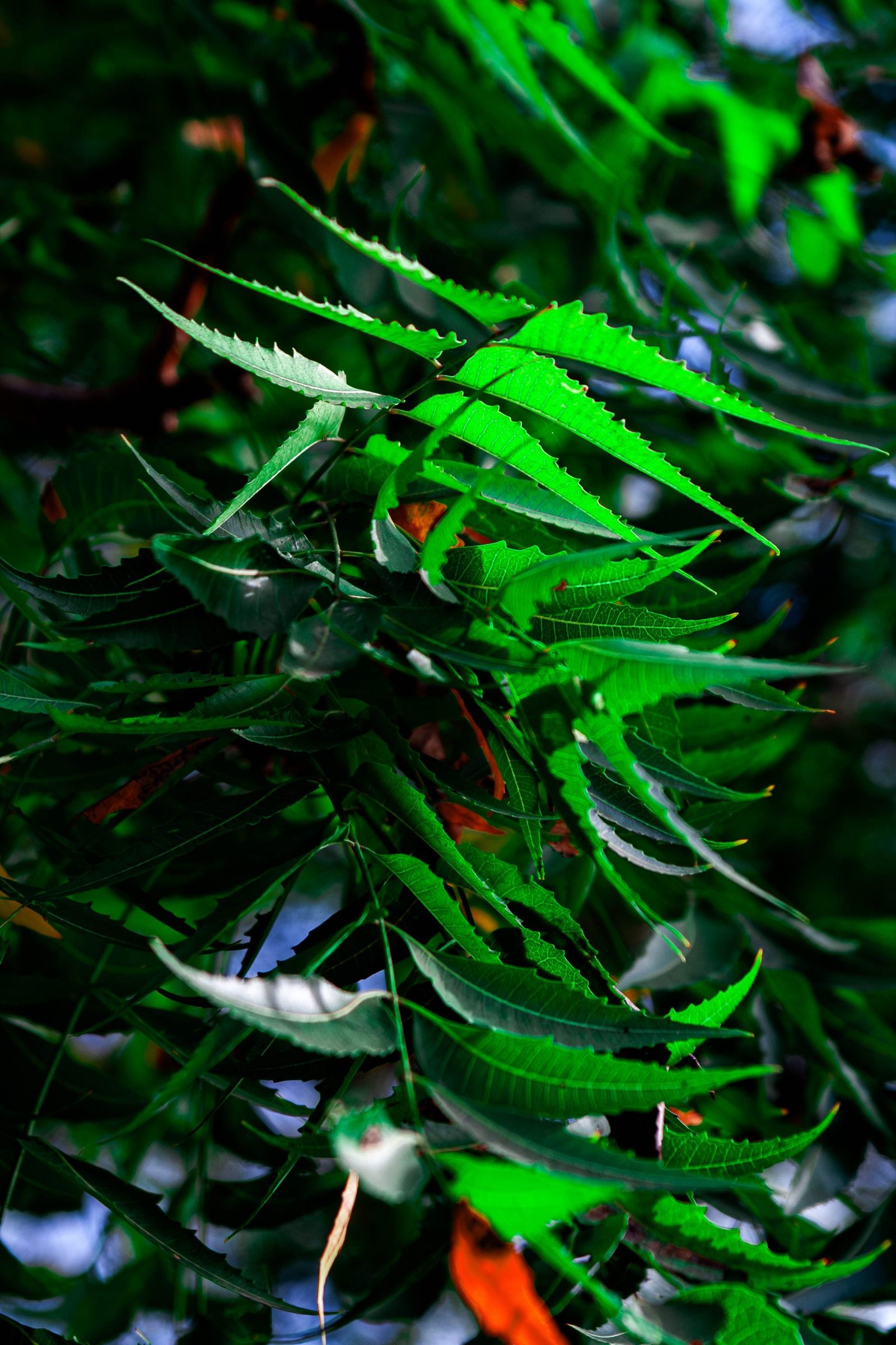 Feuillage vert dans une végétation dense